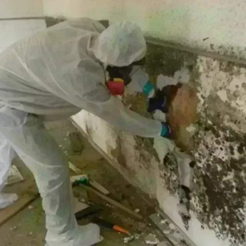 Mold Remediation and Removal in White Hall, AR